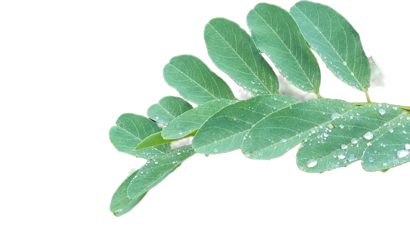 Background removed: Compound Leaf with Raindrops