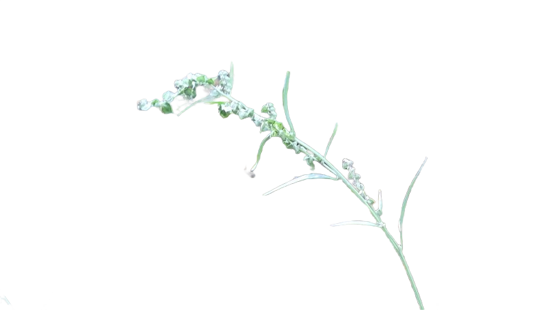 Background removed: Grass Seed Stem