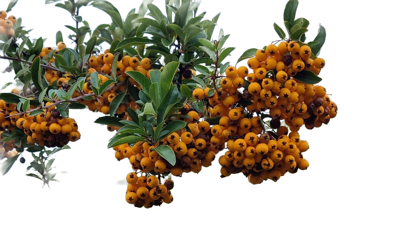 Background removed: Orange Berries on Branch