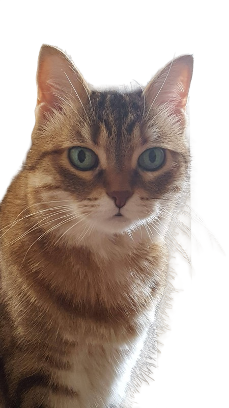 Background removed: Tabby Cat Portrait