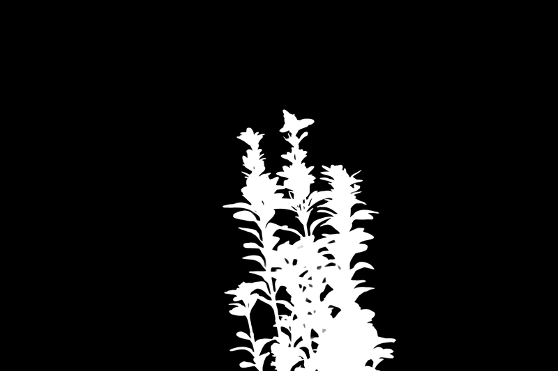 Ground truth alpha matte: Balcony Plant Bokeh