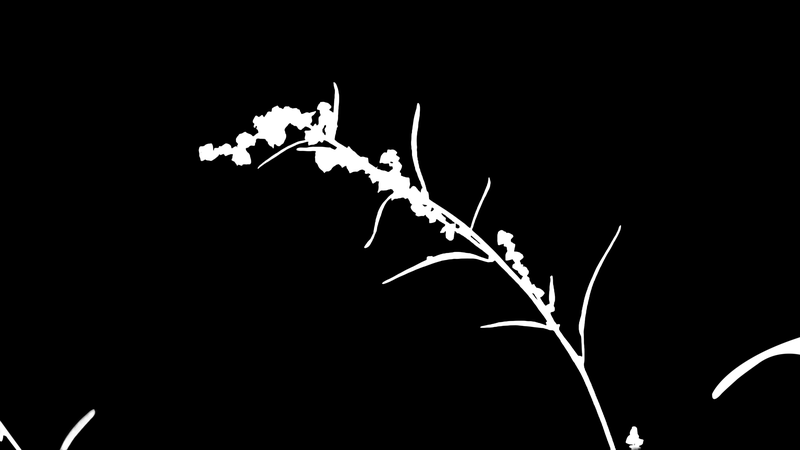 Ground truth alpha matte: Grass Seed Stem