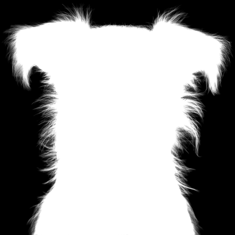 Ground truth alpha matte: Terrier Dog Mugshot