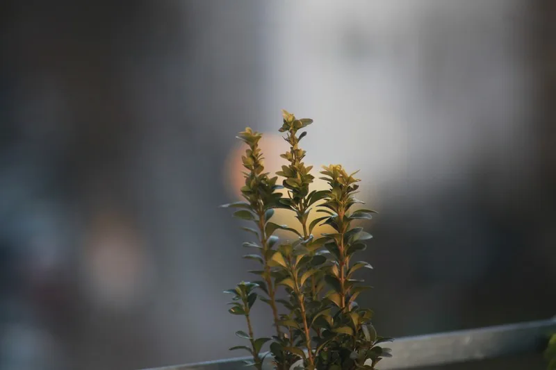 Original image: Balcony Plant Bokeh