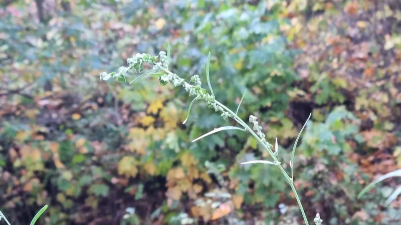 Original image: Grass Seed Stem
