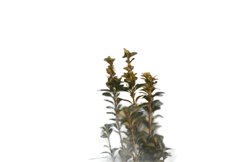 Background removed: Balcony Plant Bokeh