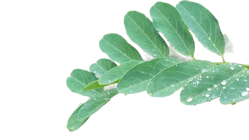 Background removed: Compound Leaf with Raindrops