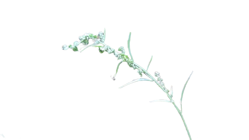 Background removed: Grass Seed Stem