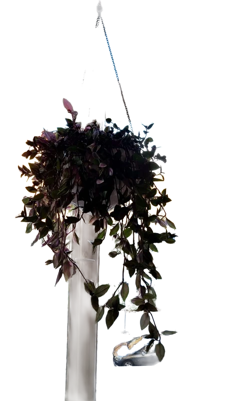 Background removed: Hanging Plant in Window