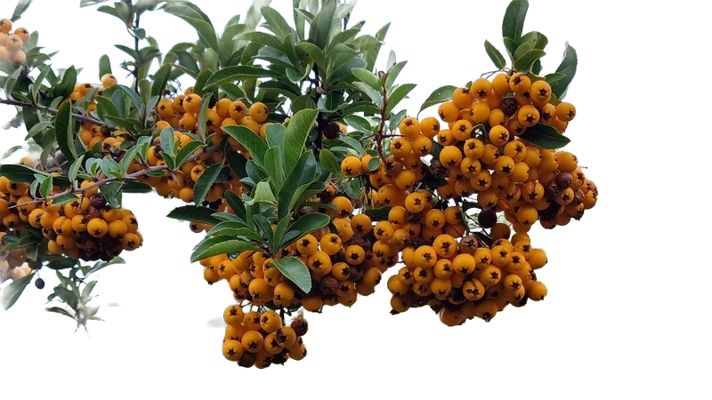 Background removed: Orange Berries on Branch