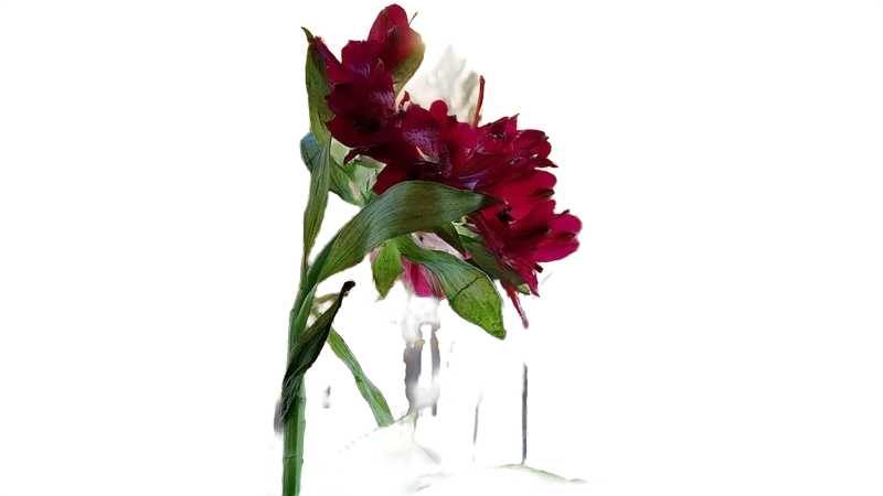 Background removed: Red Flower on Balcony