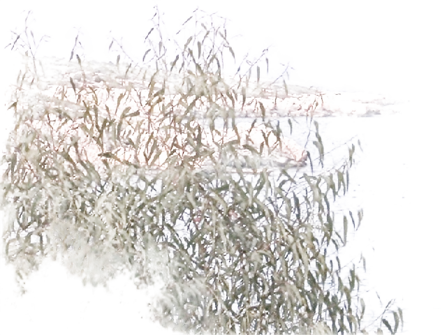 Background removed: Rocky Coast with Bush
