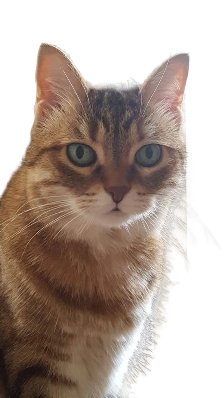 Background removed: Tabby Cat Portrait