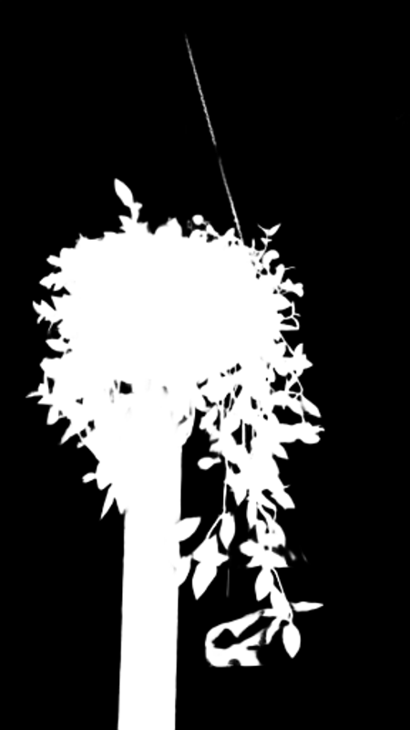 Pro model alpha matte: Hanging Plant in Window