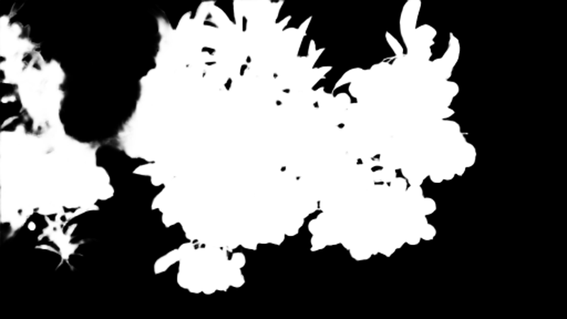 Pro model alpha matte: Orange Berries on Branch