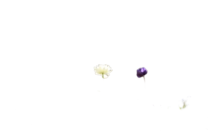 Background removed: Balcony Flower Planter