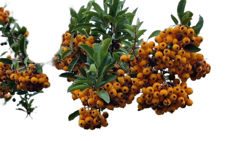 Background removed: Orange Berries on Branch