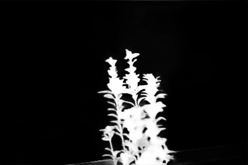 Snap model alpha matte: Balcony Plant Bokeh