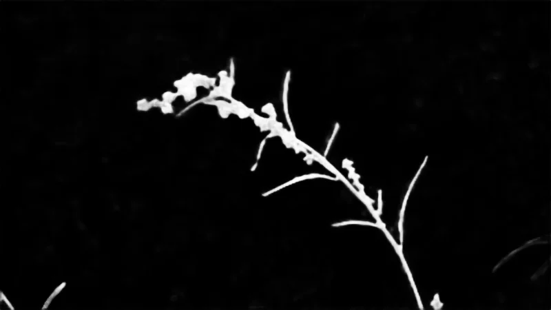 Snap model alpha matte: Grass Seed Stem