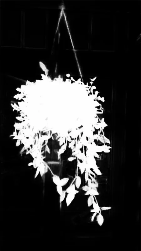 Snap model alpha matte: Hanging Plant in Window