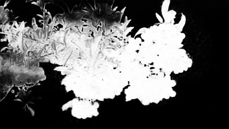 Snap model alpha matte: Orange Berries on Branch