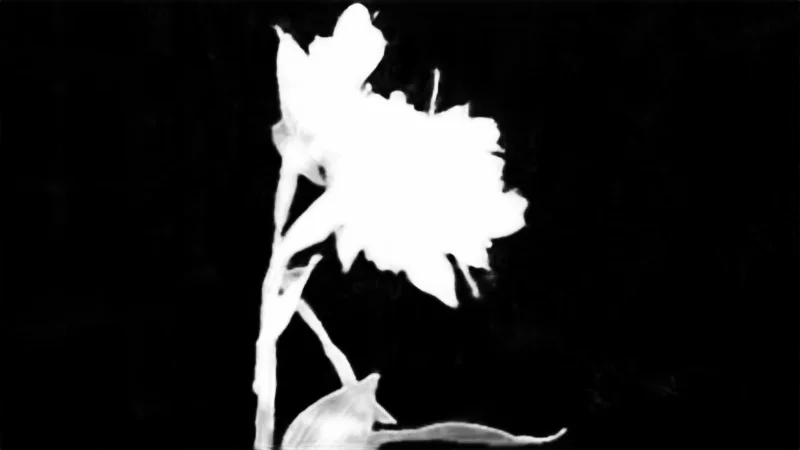 Snap model alpha matte: Red Flower on Balcony