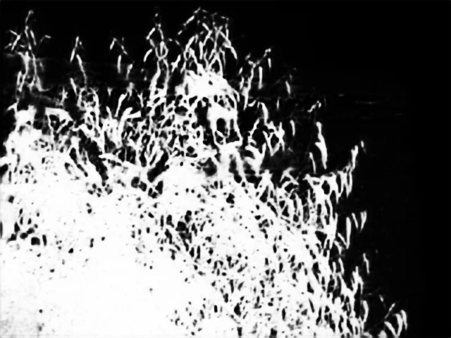 Snap model alpha matte: Rocky Coast with Bush