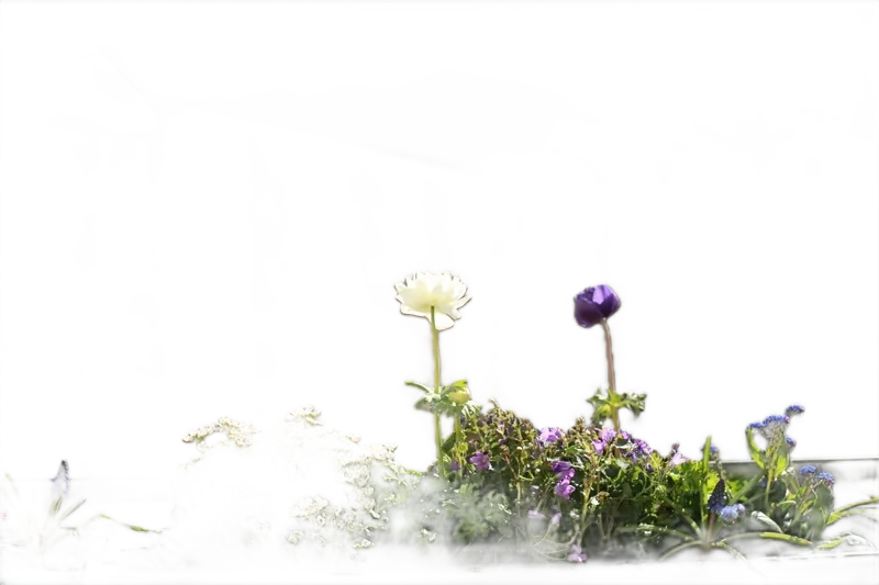 Background removed: Balcony Flower Planter