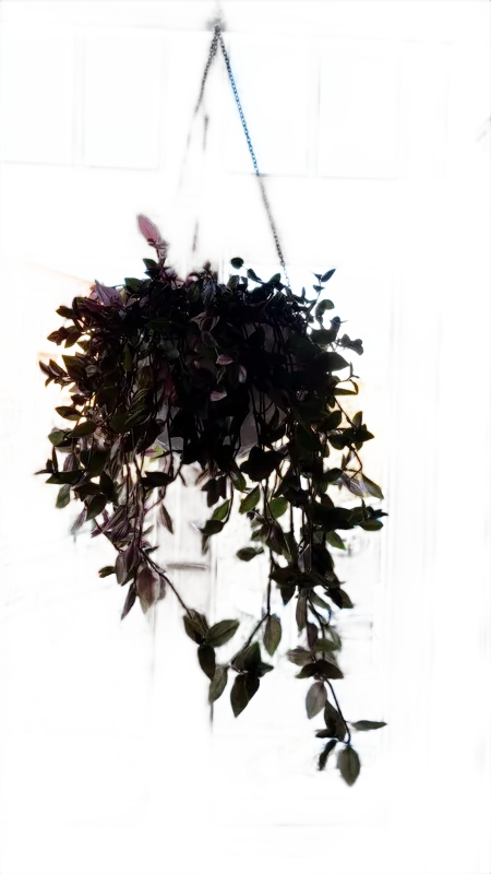 Background removed: Hanging Plant in Window