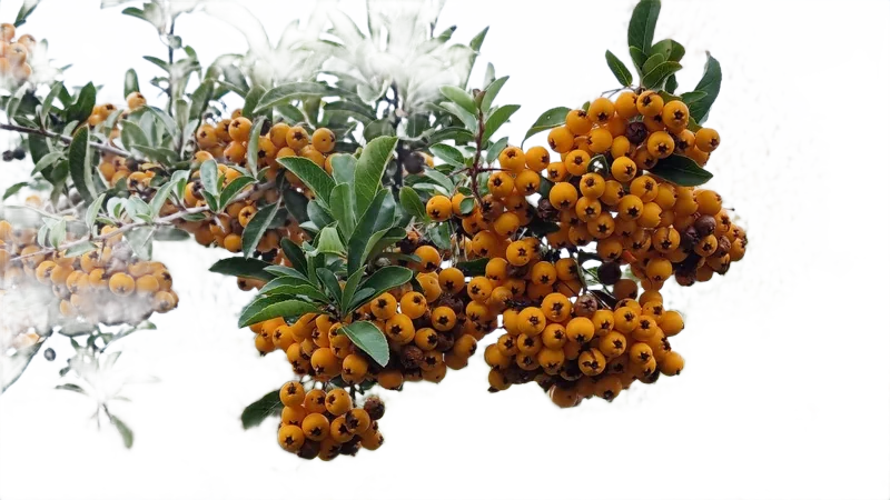 Background removed: Orange Berries on Branch