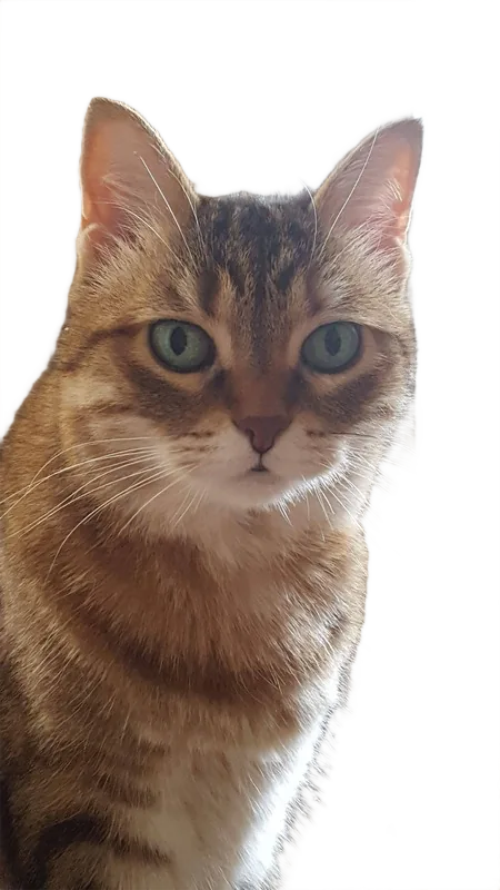 Background removed: Tabby Cat Portrait