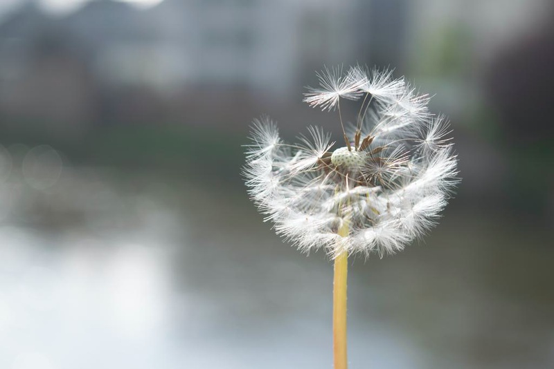 dandelion original image